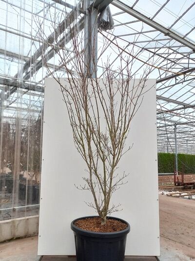 Japanischer Blumen-Hartriegel Cornus kousa 'Cappuccino', mehrstämmiger Strauch im Container, 200-250 cm, C80.
