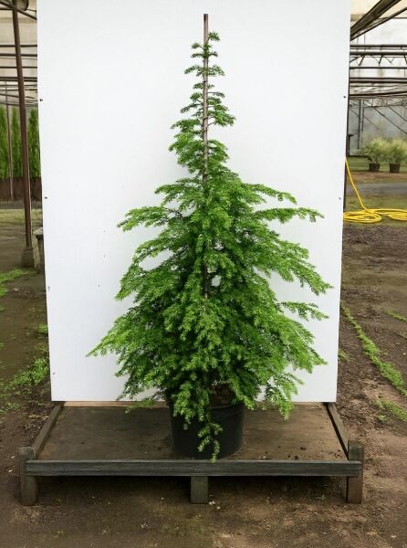 Tsuga canadensis / Kanadische Hemlocktanne 125-150 cm C20, immergrüner Nadelbaum im Container mit lockerem, überhängendem Wuchs.