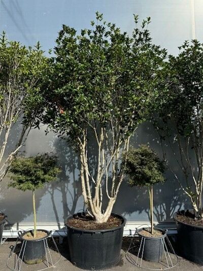 Osmanthus heterophyllus / Herbstblühende Duftblüte, 300–350 cm, mehrstämmige Schirmform im Container mit dichtem, immergrünem Laub