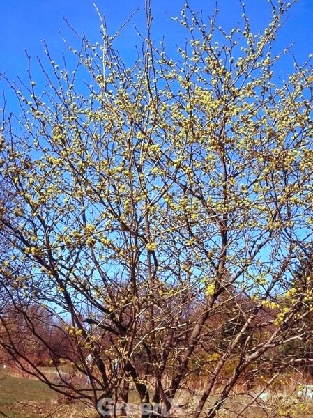 Lindera obtusiloba (Fieberstrauch, Gewürzstrauch) Strauch mit kahlen Zweigen und zahlreichen kleinen gelben Blütenknospen.