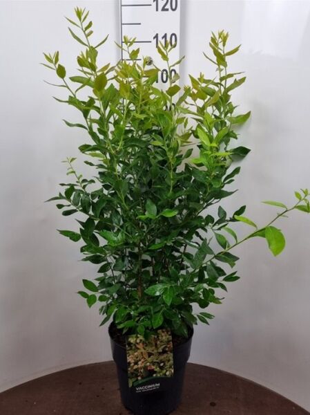 Vaccinium corymbosum 'Goldtraube 71' / Heidelbeere 'Goldtraube 71' im Topf, buschiger Strauch mit grünem Laub, 60–80 cm, C10