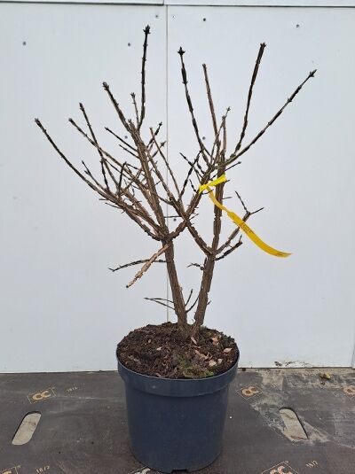 Geflügeltes Pfaffenhütchen / Korkspindel / Geflügeltes Pfaffenhütchen / Korkspindel