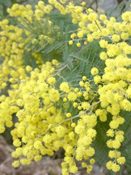 Silber-Akazie 'Le Gaulois' / Acacia dealbata 'Le Gaulois'