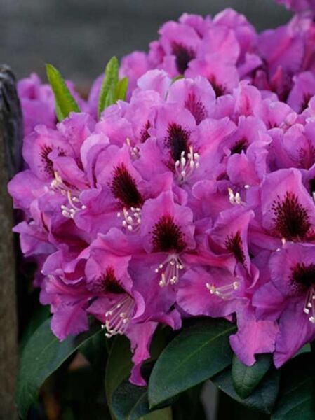 Rhododendron Hybride 'Rasputin' / Rhododendron 'Rasputin'