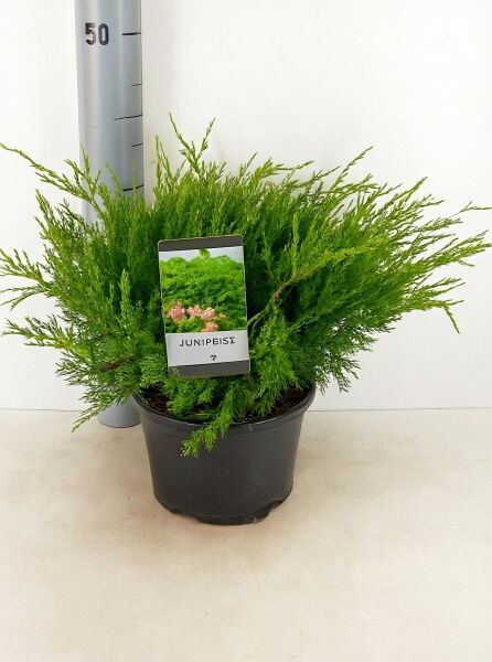 Juniperus pfitzeriana 'Mint Julep' / Grüner Pfitzer-Strauch-Wacholder 'Mint Julep' 30-40 cm (breit) C7 im Topf, grün nadelig buschig