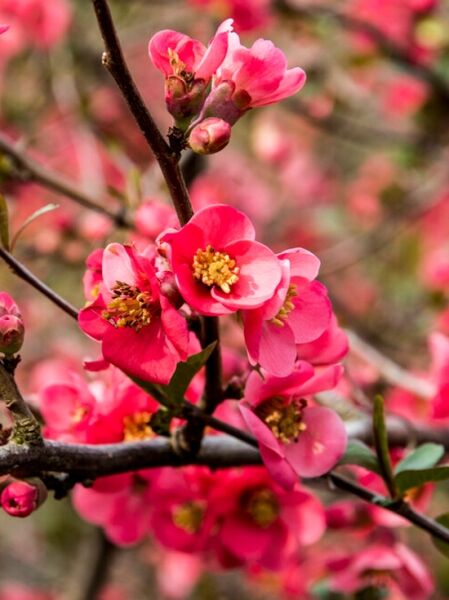 Zierquitte ‘Umbilicata’ (Chaenomeles speciosa ‘Umbilicata’) mit rosafarbenen Blüten und Knospen am Zweig