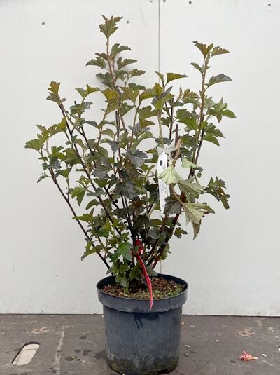 Rotblättrige Fasanenspiere 'Summer Wine' - Physocarpus opulifolius 'Summer Wine ®'