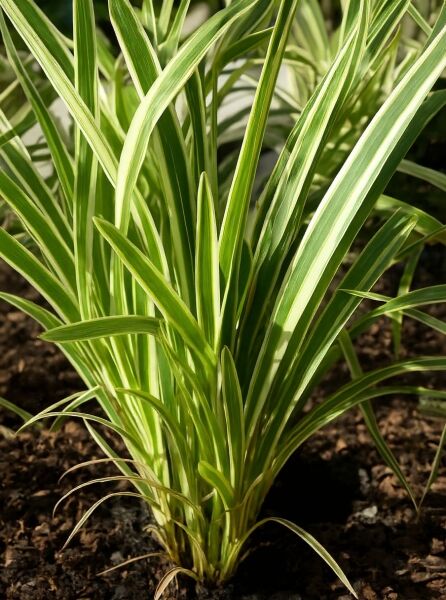 Weißbunter Neuseeländer-Flachs 'Variegatum' / Weißbunter Neuseeländer-Flachs 'Variegatum'
