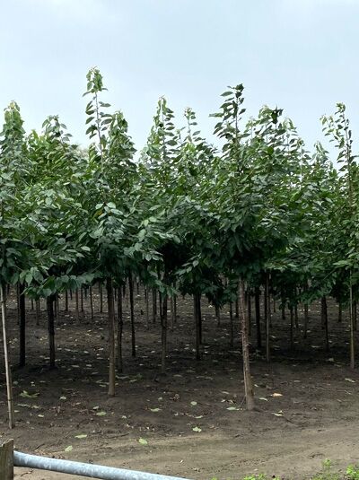 Prunus avium 'Merchant' / Süßkirsche 'Merchant' als Reihe junger Bäume im Feld, mit aufrechten Stämmen und dichtem Laubkranz