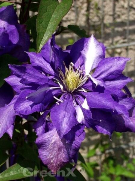 Waldrebe 'Daniel Deronda' / Clematis 'Daniel Deronda'