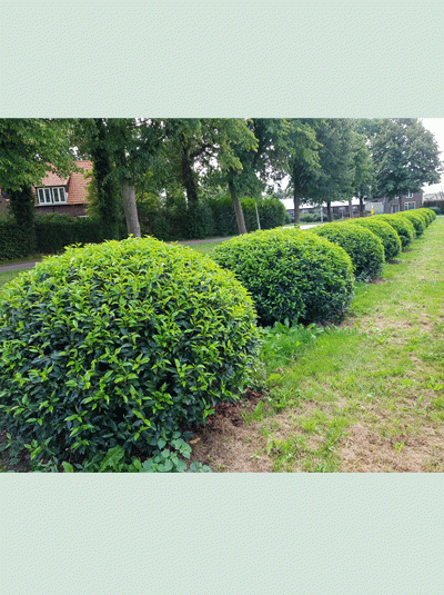 Prunus lusitanica 'Angustifolia' Kugel, Portugiesischer Kirschlorbeer 'Kugel' als kugelförmig geschnittener Strauch in Reihe auf Rasen