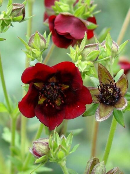 Fingerkraut 'Monarch's Velvet' / Potentilla thurberi 'Monarch's Velvet'