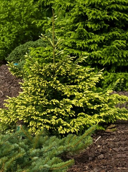 Picea orientalis 'Wittbold' / Orient-Fichte 'Wittbold', kompakter Nadelbaum mit gelbgrünen Austrieben und dichter Verzweigung.