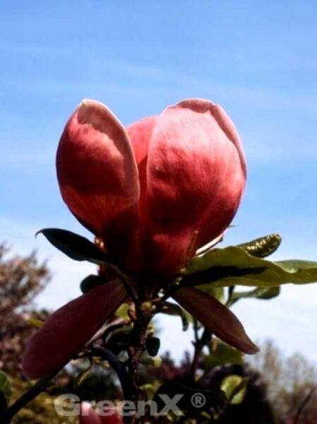 Magnolia soulangiana 'Rustica Rubra' / Tulpen-Magnolie 'Rustica Rubra'