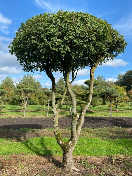 Feld-Ahorn (Acer campestre) Maßholder Schirmform, 200-250 x 300-350, Hochstamm mit rund geschnittener Krone.