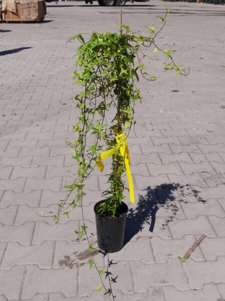 Efeu 'Natasja' (Hedera helix 'Natasja') 60-100 cm C2, Kletterpflanze im Topf mit Rankstab und langen Trieben