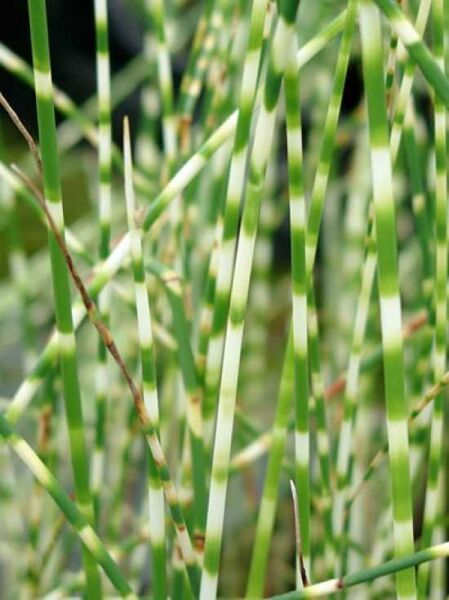 Zebra-Simse 'Zebrinus' / Scirpus lacustris ssp. tabernaemontani 'Zebrinus'