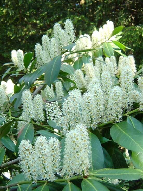 Kirschlorbeer 'Caucasica' Hochstamm - Prunus laurocerasus 'Caucasica'  Hochstamm