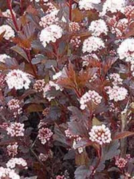Physocarpus opulifolius 'Summer Wine ®' / Rotblättrige Fasanenspiere 'Summer Wine'