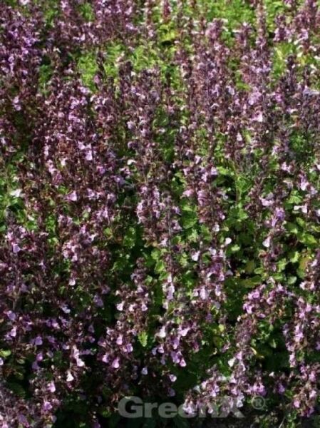 Echte Gamander / Teucrium chamadrys