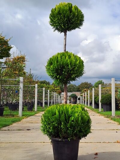 Chamaecyparis lawsoniana 'Alumii Gold' 3-fach-Kugel, Garten-Bonsai im Container mit drei kugelförmigen Kronen, ca. 175–200 cm