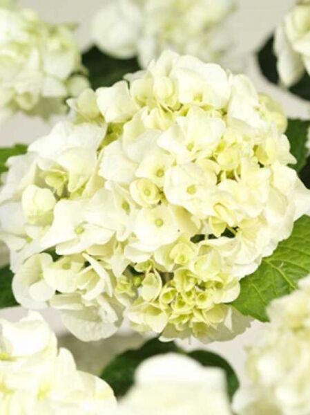 Hydrangea macrophylla 'Napo'® / Bauern-Hortensie 'Napo'®