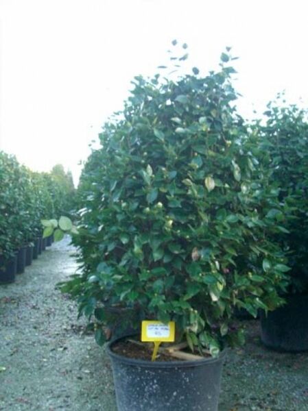 Japanische Kamelie rot / Camellia japonica rot