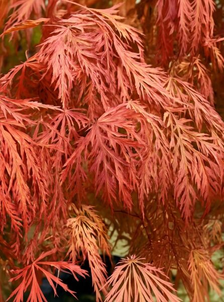 Japanischer Fächer-Ahorn (Acer palmatum) 'Orangeola' mit fein geschlitzten, orange- bis rotfarbenen Blättern, Nahaufnahme