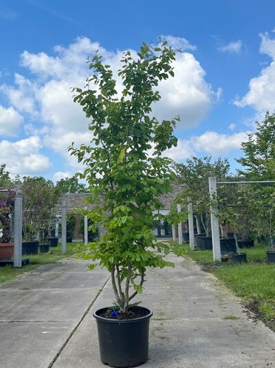 Eisenholzbaum / Parrotie 175-200 cm mehrstämmig / Parrotia persica 876125
