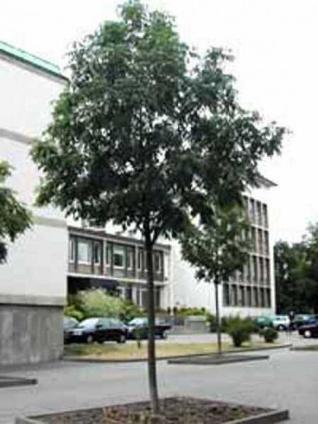 Gemeine Esche 'Atlas' / Gewöhnliche Esche 'Atlas' / Fraxinus excelsior 'Atlas'