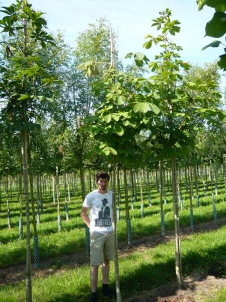 Gewöhnliche Rosskastanie (Aesculus hippocastanum) Hochstamm 8-10 StU m. Db., Baum mit Stamm und grüner Krone im Feldbestand