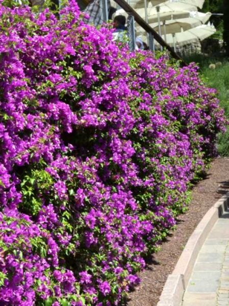 Bougainvillea glabra 'Sanderiana' / Drillingsblume / Bougainvillea