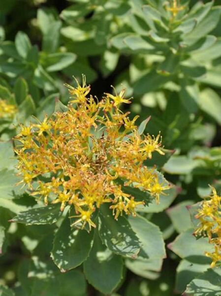 Rhodiola rosea / Echte Rosenwurz
