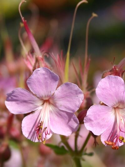 Storchschnabel 'Camce' - Geranium macrorrhizum 'Camce'