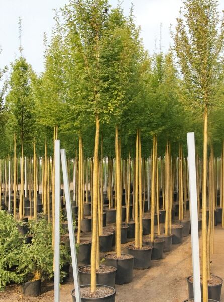 Carpinus betulus 'Fastigiata' (Säulen-Hainbuche) Hochstamm 12-14 StU im Container, schlanker Stamm mit säulenförmiger Krone.