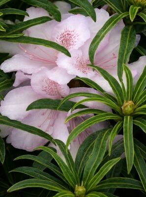 Rhododendron 'Filigran' - Rhododendron ponticum 'Filigran' - Baumschule  NewGarden
