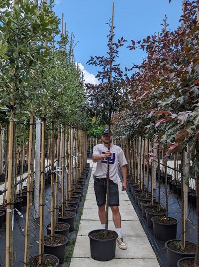Malus toringo 'Freja' / Zierapfel 'Freja' Hochstamm 10-12 StU im Container, junger Baum mit aufrechtem Stamm und rotbraunem Laub
