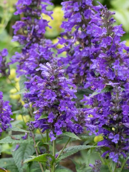 Nepeta x hybrida 'Neptune ®' / Katzenminze 'Neptune ®'
