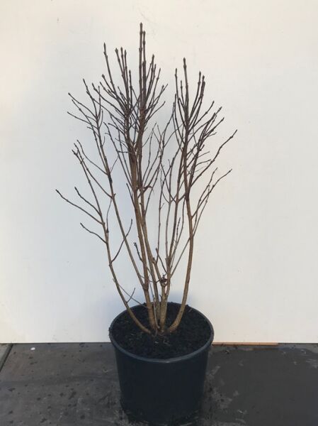 Chionanthus virginicus (Virginischer Schneeflockenstrauch) 80-100 cm C20, mehrtriebiger Strauch im schwarzen Pflanzcontainer.