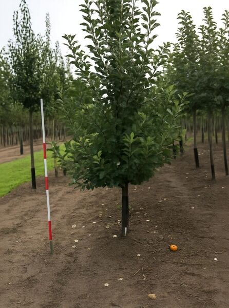 Malus domestica 'Ecolette' / Apfel 'Ecolette' Halbstamm, Stammumfang 18–20 cm, junger Baum mit grünem Laub im Feld.