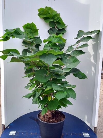 Cercis chinensis 'Avondale' / Chinesischer Judasbaum 'Avondale' 125-150 cm C20, mehrtriebige Pflanze im Container mit grünen Blättern