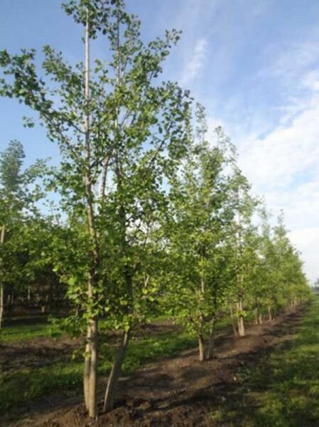 Ginkgo biloba / Ginkobaum / Fächerblattbaum 'mehrstämmig'