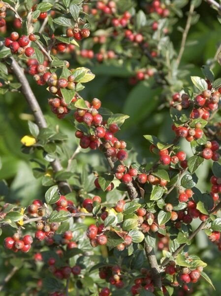 Cotoneaster dielsianus (Graue Strauchmispel / Diels Zwergmispel) Zweige mit grünen Blättern und roten Beerenfrüchten