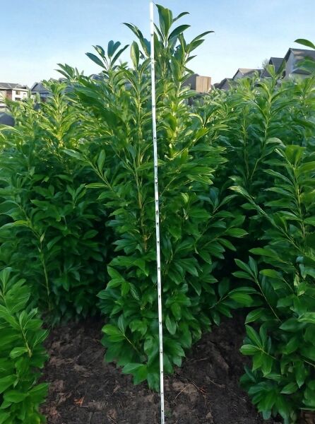 Prunus laurocerasus 'Greenpeace ®' / Immergrüne Lorbeerkirsche 'Greenpeace', 150–175 cm, mehrtriebiger Strauch mit glänzend grünen Blättern