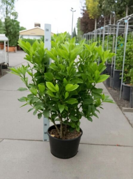 Japanische Aukube (Aucuba japonica) 'Rozannie' Goldorange, 80–100 cm, im Topf C25, dichter grüner Strauch mit Blättern