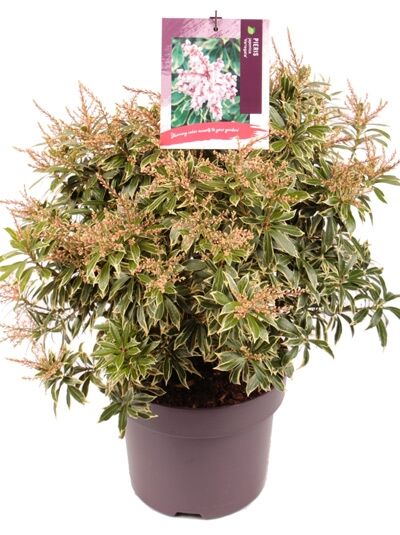 Weißbuntes Schattenglöckchen / Pieris japonica 'Variegata'