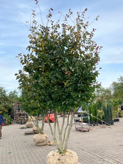 Eisenholzbaum / Parrotie 350-400 cm schirmform / Parrotia persica (1577351)