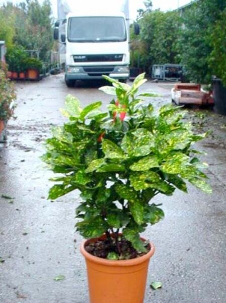 Japanische Aukube 'Crotonifolia' (Aucuba japonica 'Crotonifolia') im Topf, grün-gelb gesprenkeltes Laub, ca. 50–60 cm, C10