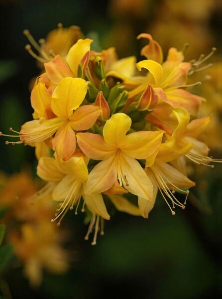 Laubabwerfende Azalee 'Goldlack' (Azalea pontica 'Goldlack') mit gelb-orangefarbenen Blüten in Nahaufnahme.