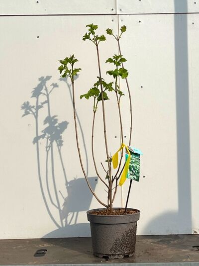 Gemeiner Schneeball  / Gemeiner Schneeball